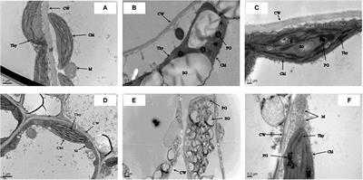 Reduced Glutathione Mediates Pheno-Ultrastructure, Kinome and Transportome in Chromium-Induced Brassica napus L.